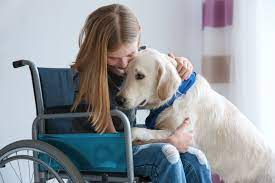 A young girl in a wheelchair happily playing with her pet dog.